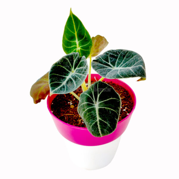 Alocsia Reginula - Black Velvet with Planter