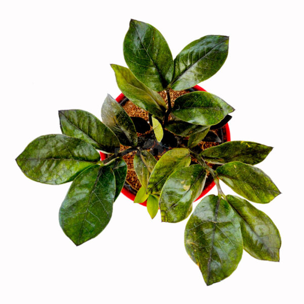 ZZ Black Plant with Planter
