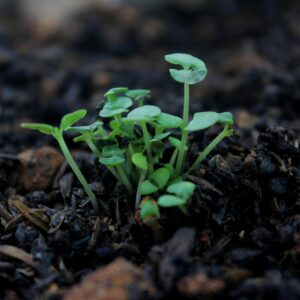 Small Plants