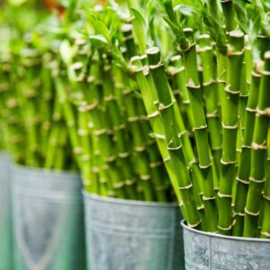 Lucky Bamboo Plant