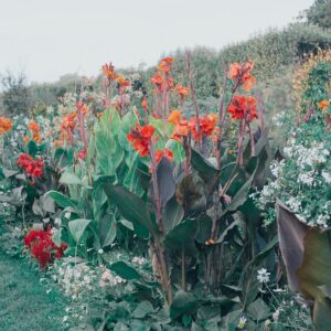 Medium Plants
