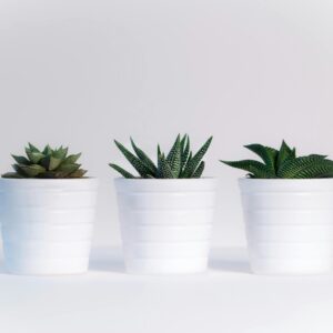 Combo for Plants
