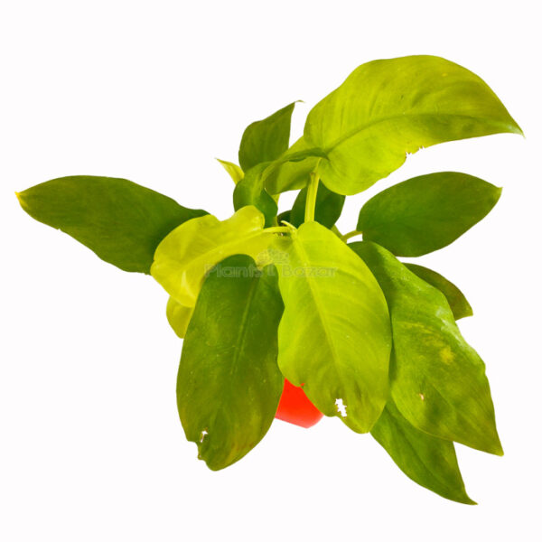 Philodendron Ceylon Golden Plant with Planter