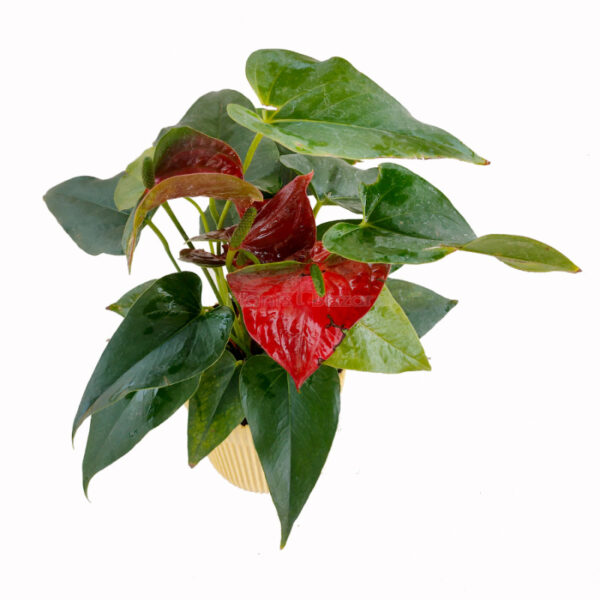 Anthurium China Red with Planter