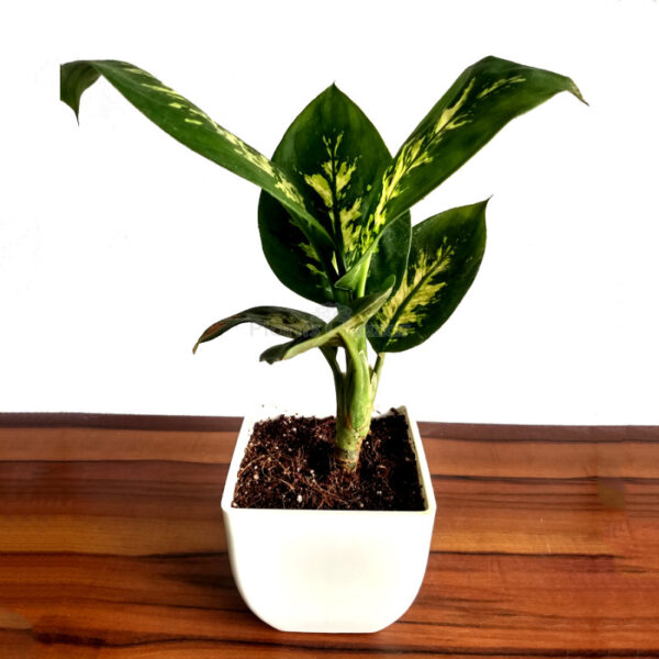 Dieffenbachia Sparkles Plant with Planter