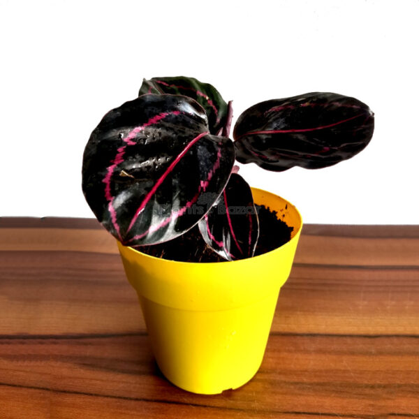 Calathea Roseopicta Dottie with Planter