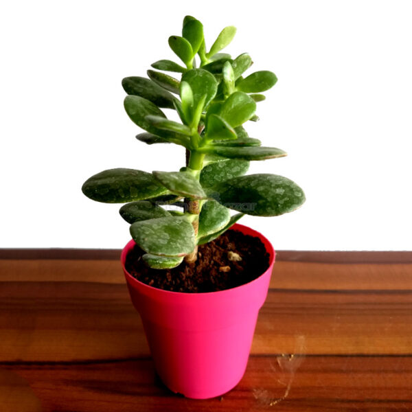 Crassula Ovata Plant with Planter