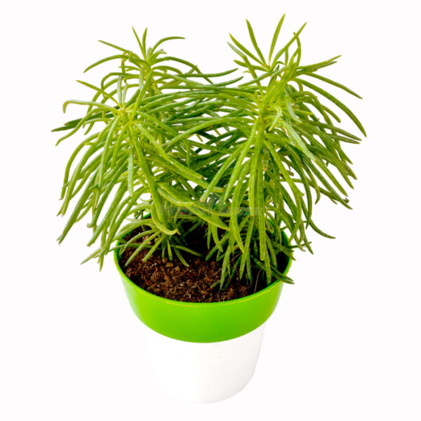 Himalaya Plant with Pot