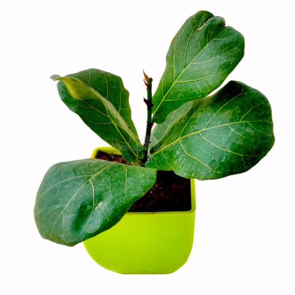 Ficus Lyrata - Fiddle Leaf Plant with Planter