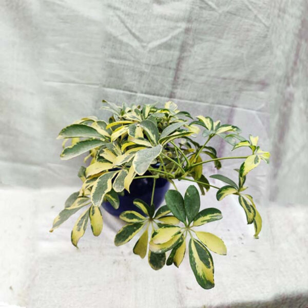 Ficus Starlight Plant with Planter