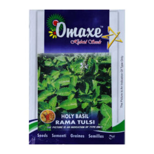 Holy Basil Rama Tulsi Seeds Herb Seeds (pack of 2)