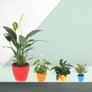 4 Best Indoor Plants Pack