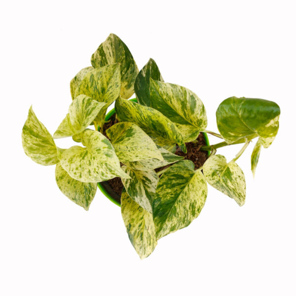 Money Plant Marble with Planter