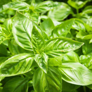 Basil Greek Herb Seeds