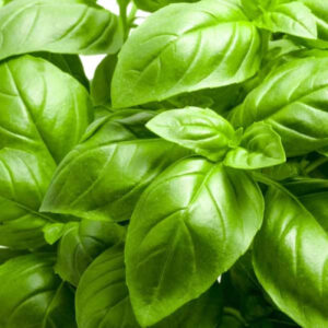 Basil Leaf Italian Broad Herb Seeds