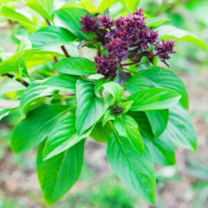 Basil Sweet Scented Herb Seeds