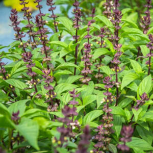 Basil Sweet Scented Herb Seeds1