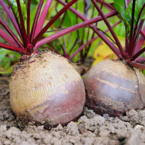 Beetroot Seeds