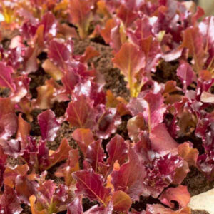 Biscia Salad Bowl Vegetable Seeds