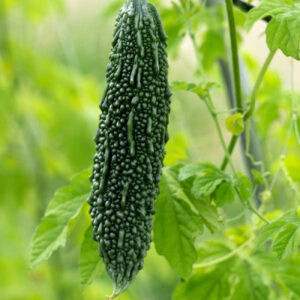 Bitter Gourd Jonpuri - Vegetable Seeds