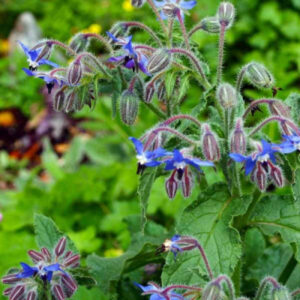 Borage Herb Seeds