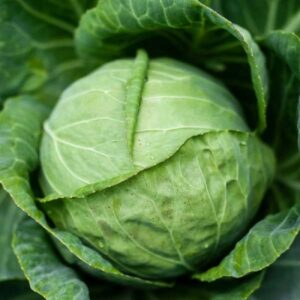 Cabbage Green Ball - Vegetable Seeds
