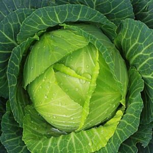 Cabbage Poi - Vegetable Seeds
