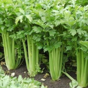 Celery Imported Celery Tall Utah Vegetable Seeds