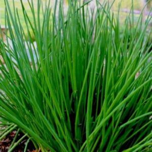 Chives Herb Seeds