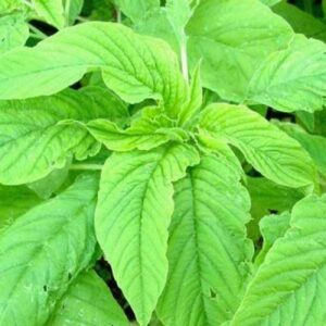 Choulai Green Edible, Amaranthus Green Edible - Vegetable Seeds