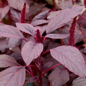 Choulai Red Edible, Amaranthus Red Edible - Vegetable Seeds