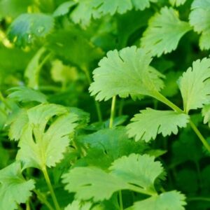 Coriander Green Aroma - Vegetable Seeds