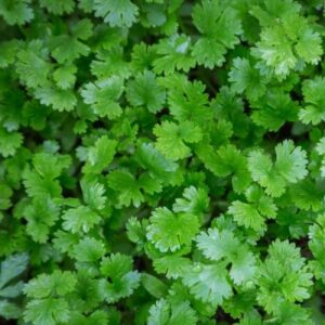 Coriander Kalmi - Vegetable Seeds