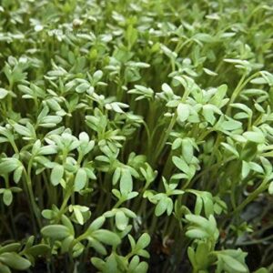 Cress Common Garden Cress Herb Seeds