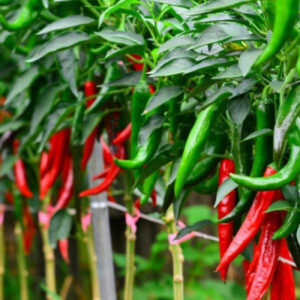 Chilli F1 Hybrid Vasudha - Vegetable Seeds