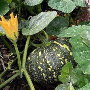 F1 Hybrid Pumpkin Bheema - Vegetable Seeds