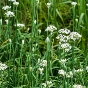 Garlic Chives Herb Seeds