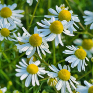 German Chamomile Herb Seeds