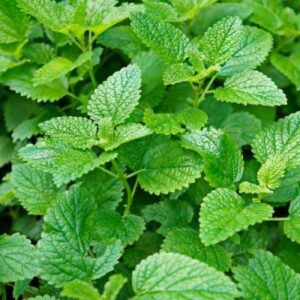 Lemon Balm Herb Seeds