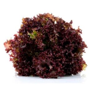 Lettuce F1 Dark Black Rose Vegetable Seeds