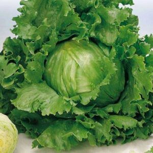 Lettuce Great Lakes Vegetable Seeds