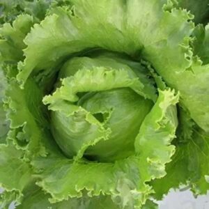 Lettuce Ice Berg Salista Vegetable Seeds