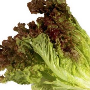 Lettuce Ivonina Batavia Vegetable Seeds