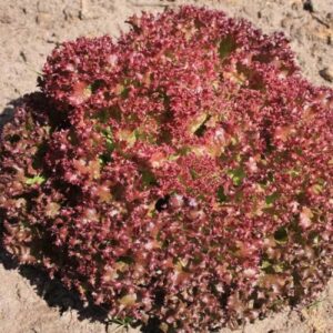 Lettuce Lollo Rossa Vegetable Seeds