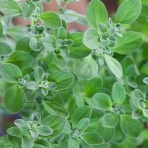 Marjoram Herb Seeds