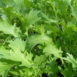 Mizuna Japanese Mustard Green Herb Seeds