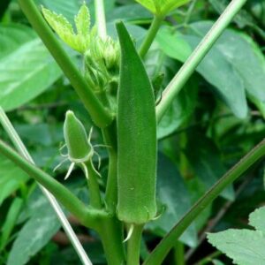 Okra Arka Anamika - Vegetable Seeds