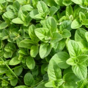 Oregano Herb Seeds