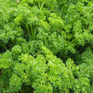 Parsley Forest Green Vegetable Seeds