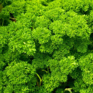 Parsley Moss Curled Seeds